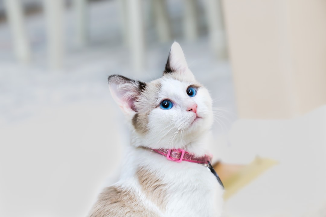 un chat blanc et marron aux yeux bleus levant les yeux
