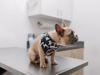 chien chez le vétérinaire