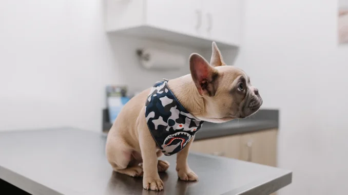 chien chez le vétérinaire