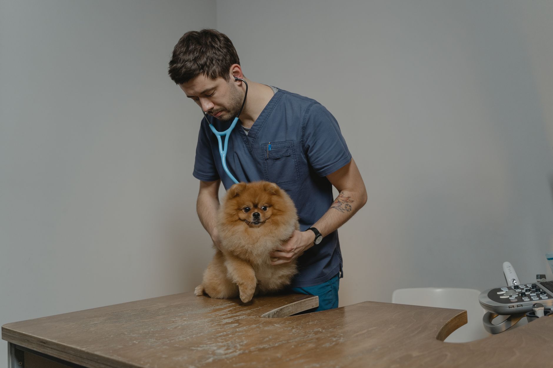 Un vétérinaire vérifie un chien de Poméranie à l'aide d'un stéthoscope dans une clinique.