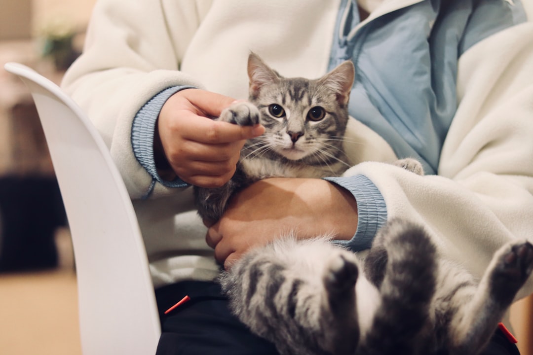 personne tenant un chat tigré argenté