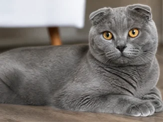 Chat Scottish : caractère, santé et conseils d’adoption