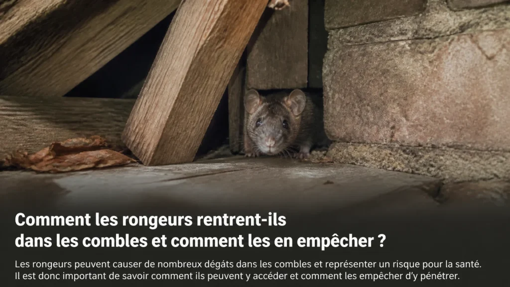 Comment les rongeurs rentrent-ils dans les combles et comment les en empêcher ?