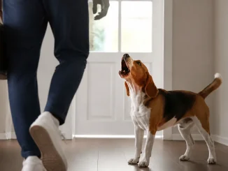 Pourquoi mon chien aboie-t-il quand je pars ? Causes et solutions