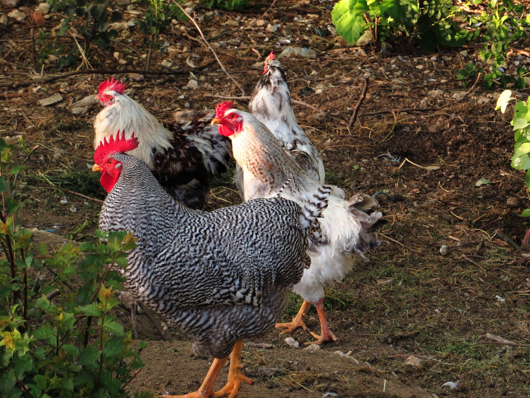 Un groupe de poules profitant du soleil dans une cour de ferme, illustrant la vie rurale en plein air.
