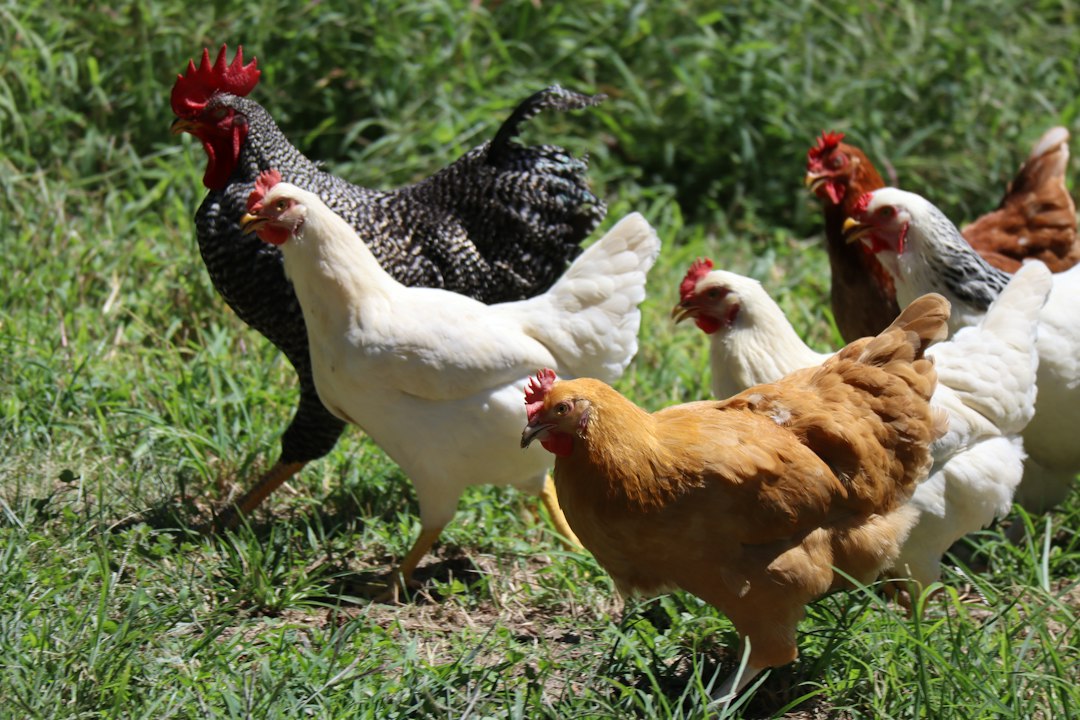 Poulet blanc et brun sur l'herbe verte en journée
