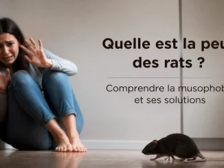 Quelle est la peur des rats ? Comprendre la musophobie et ses solutions